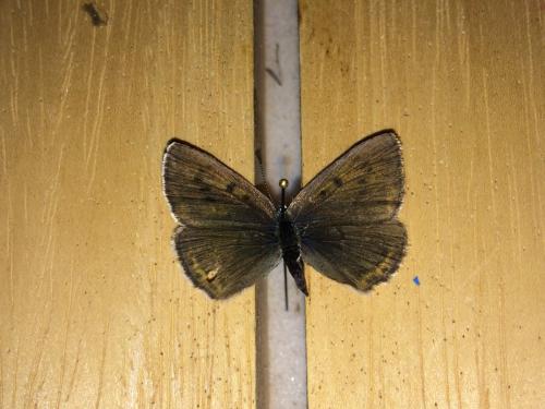 Réf. 179 560 : Lycaena hippothoe